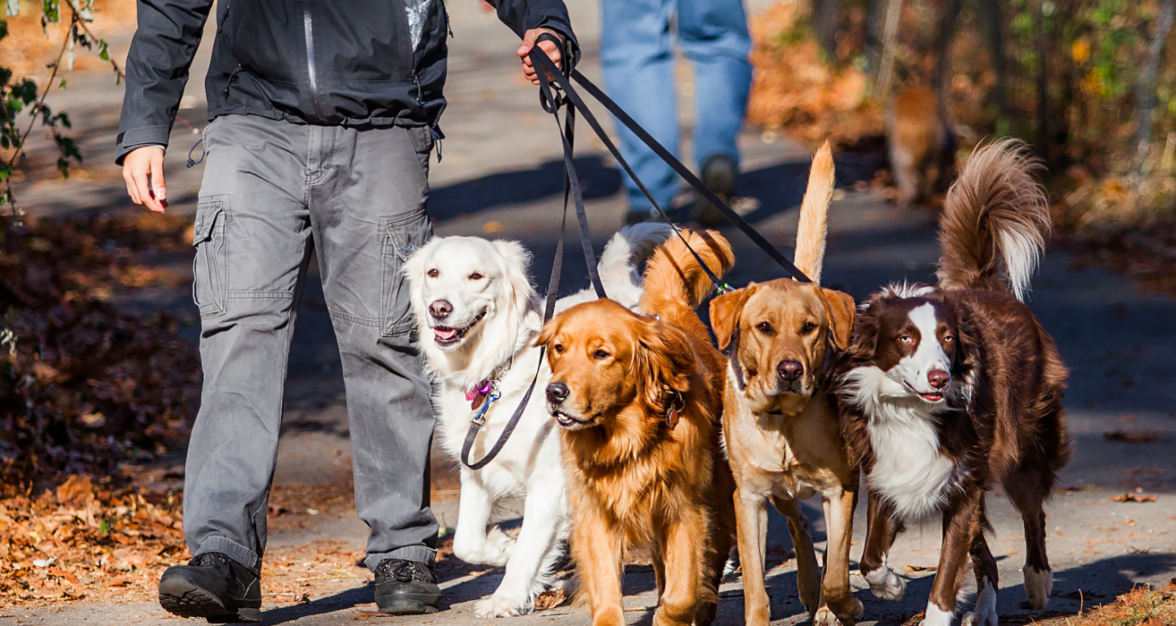 Nova Doença Respiratória Canina