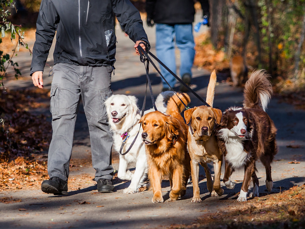 Doença Respiratória Desconhecida provoca pânico nos tutores de cães